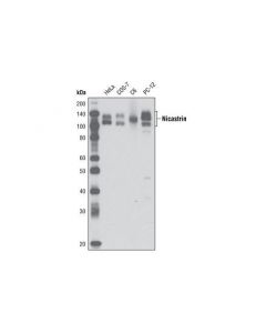 Cell Signaling Nicastrin (D38f9) Rabbit mAb