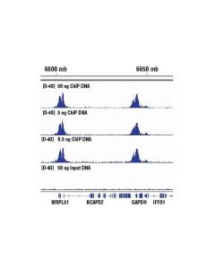 Cell Signaling Simplechip Chip-Seq Dna Library Prep Kit For Illumina