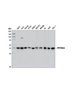 Cell Signaling Ppp2r2a (2g9) Mouse mAb