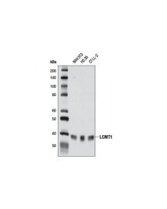 Cell Signaling Lcmt1 (4a4) Mouse mAb