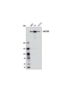 Cell Signaling Hecth9 (Ax8d1) Mouse mAb