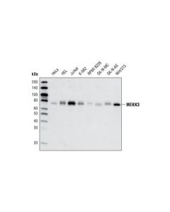 Cell Signaling Mekk3 (D36g5) Rabbit mAb