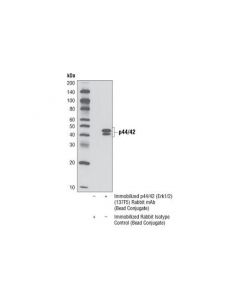 Cell Signaling P44/42 Mapk (Erk1/2) (137f5) Rabbit mAb (Sepharose Bead Conjugate)