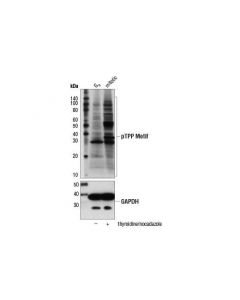 Cell Signaling Phospho-Thr-Pro-Pro Motif [Ptpp] (D61c3) Rabbit mAb