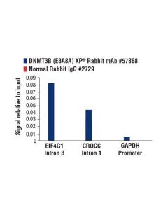 Cell Signaling Dnmt3b (E8a8a) Xp Rabbit mAb
