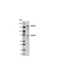 Cell Signaling Sall4 Antibody