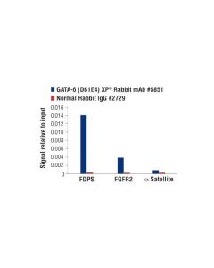 Cell Signaling Gata-6 (D61e4) Xp Rabbit mAb