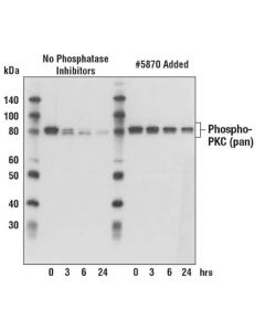 Cell Signaling Phosphatase Inhibitor Cocktail (100x)