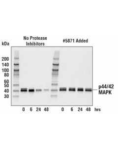 Cell Signaling Protease Inhibitor Cocktail (100x)