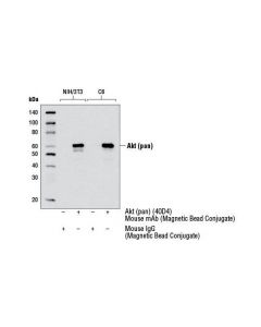 Cell Signaling Mouse Igg (Magnetic Bead Conjugate)