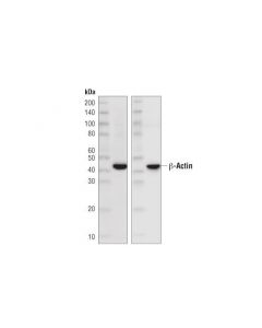 Cell Signaling Rabbit Anti-Mouse Igg (Light Chain Specific) (D3v2a) mAb (Hrp Conjugate)