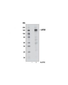 Cell Signaling Lats2 (D83d6) Rabbit mAb