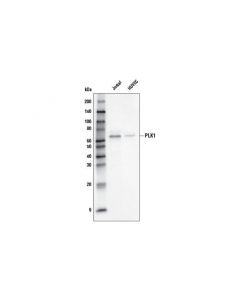 Cell Signaling Plk1 (208g4) Rabbit mAb (Biotinylated)