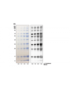 Cell Signaling Blue Prestained Protein Marker, Broad Range (11-250 Kda)