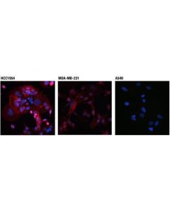 Cell Signaling Pd-L1 (Extracellular Domain Specific) (D8t4x) Rabbit mAb (Alexa Fluor 594 Conjugate)