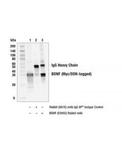 Cell Signaling Bdnf (E5h5c) Rabbit mAb