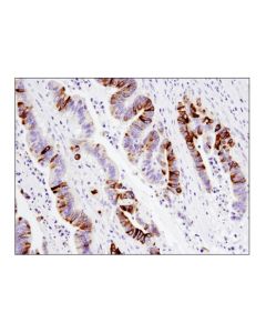 Cell Signaling Muc5ac (E3o9i) Xp ® Rabbit mAb (Bsa And Azide Free)