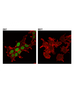 Cell Signaling Pax6 (D3a9v) Xp Rabbit mAb