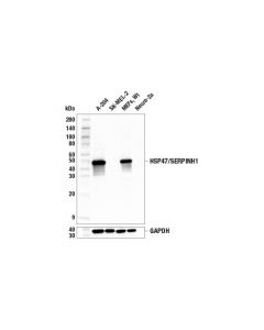 Cell Signaling Hsp47/Serpinh1 (E9y8e) Rabbit mAb