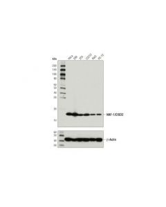 Cell Signaling Naf-1/Cisd2 (D4x4e) Rabbit mAb