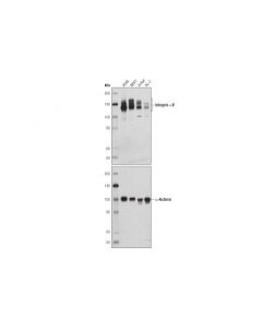 Cell Signaling Integrin Alphav (D2n5h) Rabbit mAb