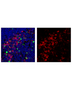 Cell Signaling Pd-1 (Intracellular Domain) (D7d5w) Xp Rabbit mAb (Alexa Fluor 647 Conjugate)