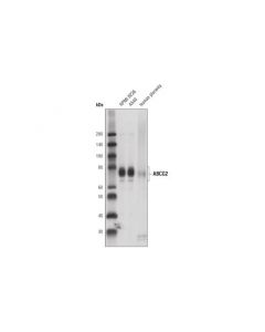 Cell Signaling Abcg2 (D5v2k) Xp ® Rabbit mAb (Bsa And Azide Free)