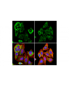 Cell Signaling G3bp1 (E9g1m) Xp Rabbit mAb