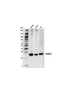 Cell Signaling Sigmar1 (D4j2e) Rabbit mAb