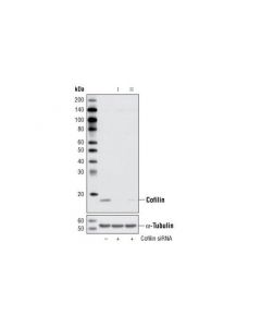 Cell Signaling Signalsilence Cofilin Sirna I