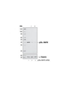 Cell Signaling Signalsilence P38alpha Mapk Sirna I