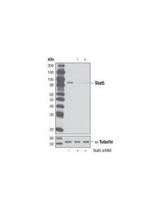 Cell Signaling Signalsilence Stat5 Sirna I