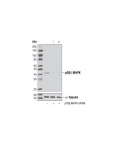 Cell Signaling Signalsilence P38beta Mapk Sirna I