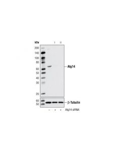Cell Signaling Signalsilence Atg14 Sirna I