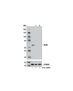 Cell Signaling Signalsilence Plk1 Sirna I