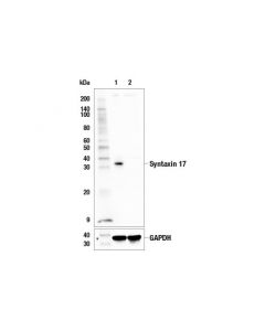 Cell Signaling Syntaxin 17 (E6r7p) Rabbit mAb