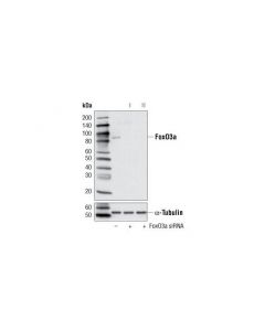 Cell Signaling Signalsilence Foxo3a Sirna I