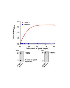 Cell Signaling Fastscan Trem2 (Extracellular Amino-Terminal Antigen) Elisa Kit