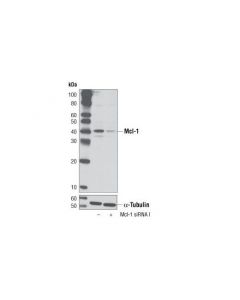 Cell Signaling Signalsilence® Mcl-1 Sirna I