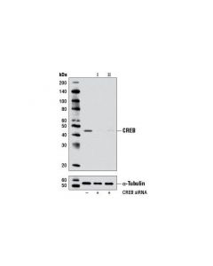 Cell Signaling Signalsilence Creb Sirna I (Mouse Specific)