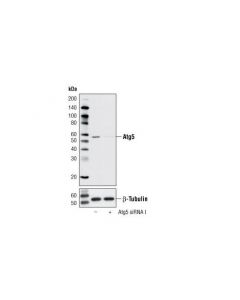 Cell Signaling Signalsilence® Atg5 Sirna I