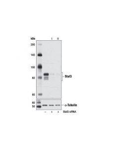 Cell Signaling Signalsilence Stat3 Sirna I (Mouse Specific)