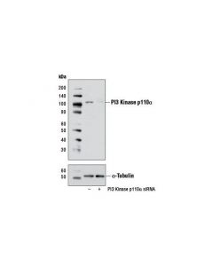 Cell Signaling Signalsilence Pi3 Kinase P110alpha Sirna I