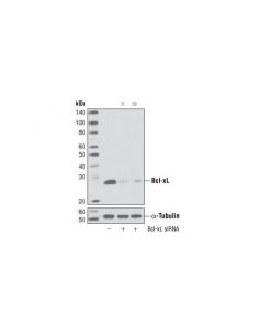 Cell Signaling Signalsilence Bcl-Xl Sirna I