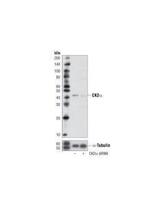 Cell Signaling Signalsilence Ck2alpha Sirna I