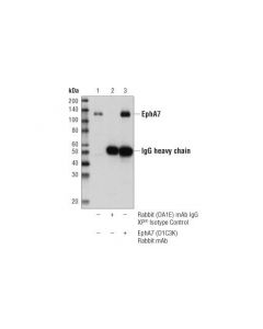 Cell Signaling Epha7 (D1c3k) Rabbit mAb