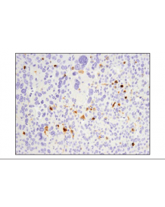 Cell Signaling Pd-L1 (D5v3b) Rabbit mAb (Mouse Specific; Ihc Specific)