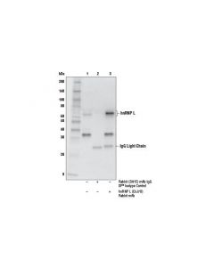 Cell Signaling Hnrnp L (E5j7b) Rabbit mAb