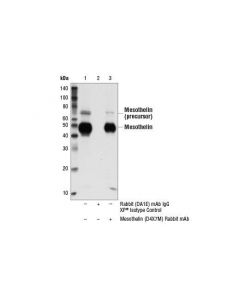 Cell Signaling Mesothelin (D4x7m) Rabbit mAb