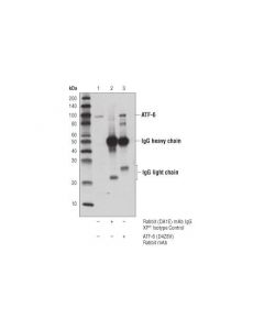 Cell Signaling Atf-6 (D4z8v) Rabbit mAb
